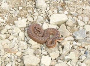 An Adder